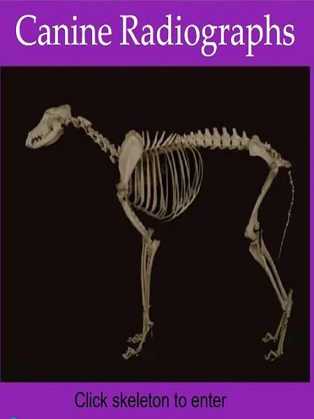 Canine Radiographs [Slideshares]