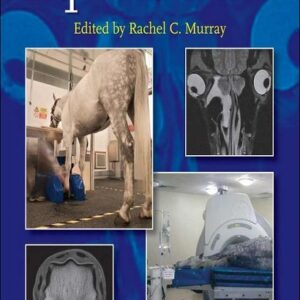 Equine MRI