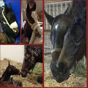 Equine Pediatric Medicine, 2nd Edition