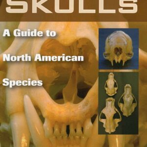 Animal Skulls: A Guide to North American Species