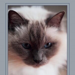The Holistic Cat: A Complete Guide to Natural Health Care