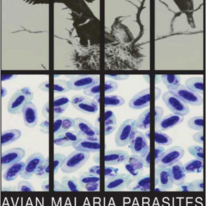Avian Malaria Parasites and Other Haemosporidia