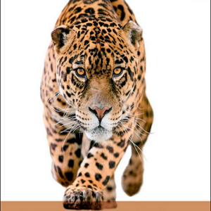 Ecological and Environmental Physiology of Mammals
