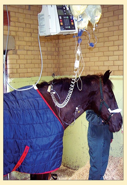 Equine Fluid Therapy