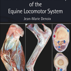 Essentials of Clinical Anatomy of the Equine Locomotor System