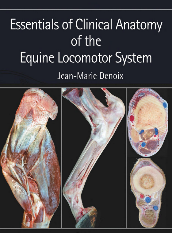 Essentials of Clinical Anatomy of the Equine Locomotor System