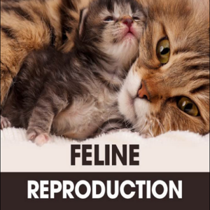 Feline Reproduction