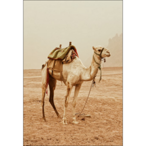 A Guide Book of Camel Surgery