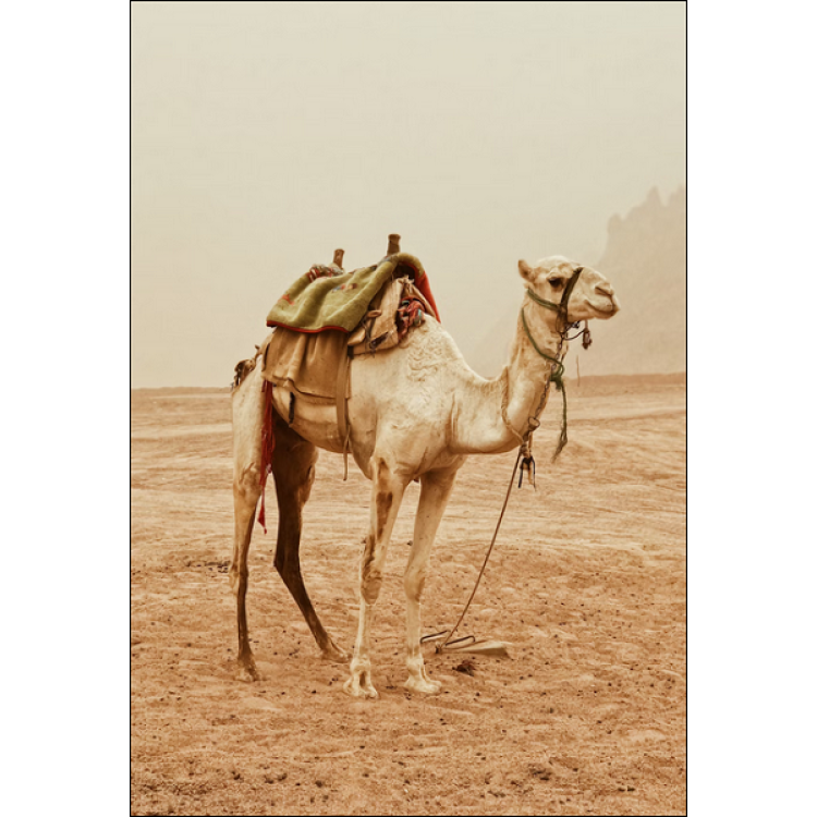 A Guide Book of Camel Surgery