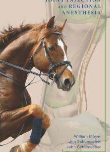 A Guide to Equine Joint Injection and Regional Anesthesia