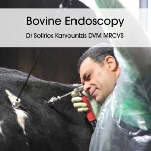 Bovine Endoscopy