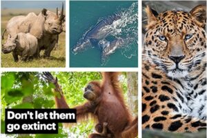 https://www.ifaw.org/international/animals